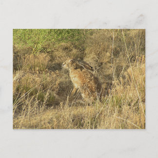 Sundown Jackrabbit Postcard