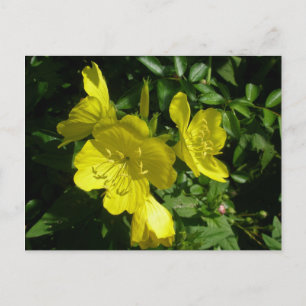 Sundrops Primrose Coordinating Items Postcard