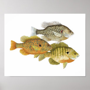 Sunfish Art Poster