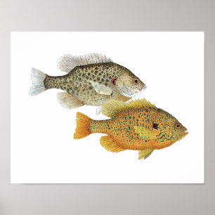 Sunfish Beauties Poster