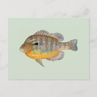 Sunfish by Duane Raver Postcard