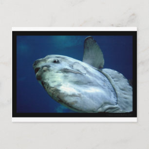 Sunfish Mola Mola 001 Postcard