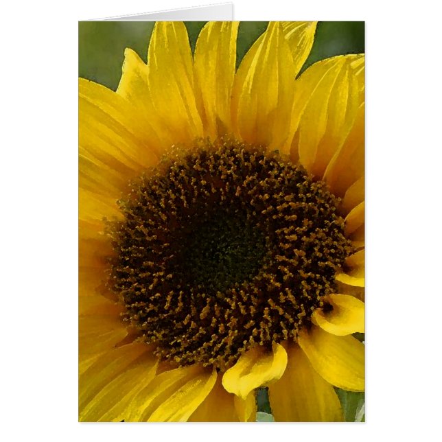 Sunflower (Front)