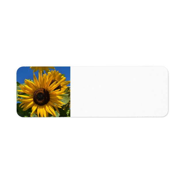 Sunflower (Front)