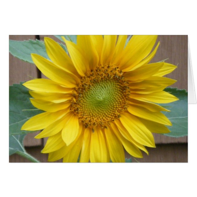 "Sunflower" (Front Horizontal)