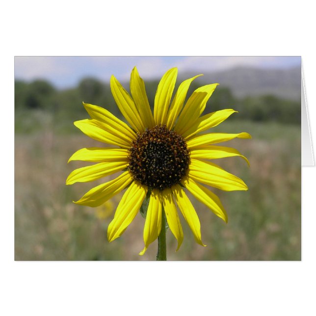 Sunflower (Front Horizontal)