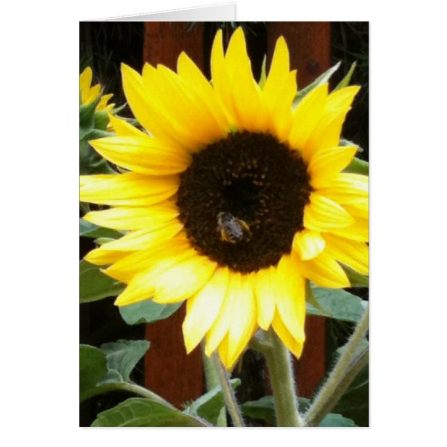 Sunflower (Front)