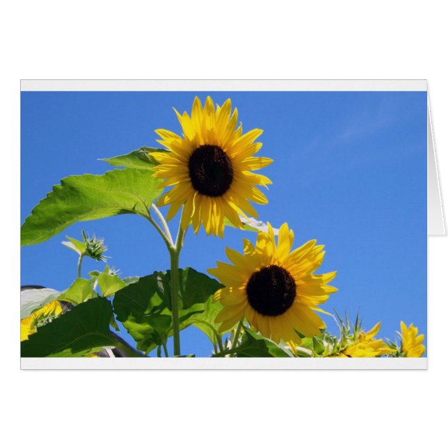 Sunflower  (Front Horizontal)
