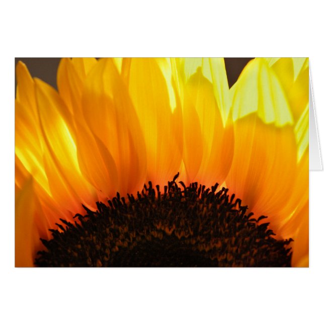 Sunflower (Front Horizontal)