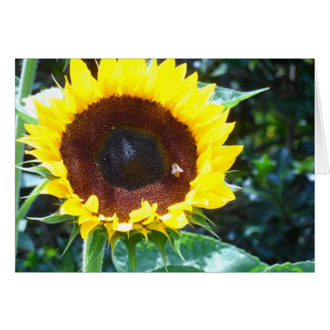 Sunflower (Front Horizontal)