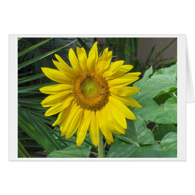 Sunflower (Front Horizontal)