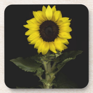 Sunflower 11 coaster