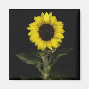Sunflower 11 magnet