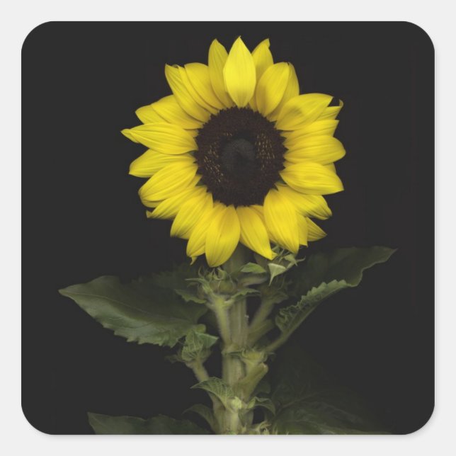 Sunflower 11 square sticker (Front)
