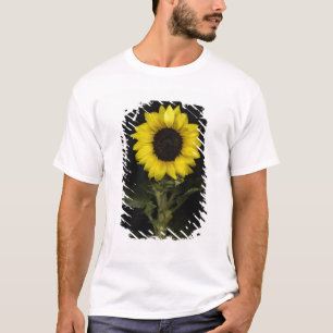 Sunflower 11 T-Shirt