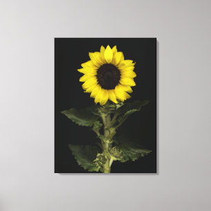 Sunflower 14 canvas print