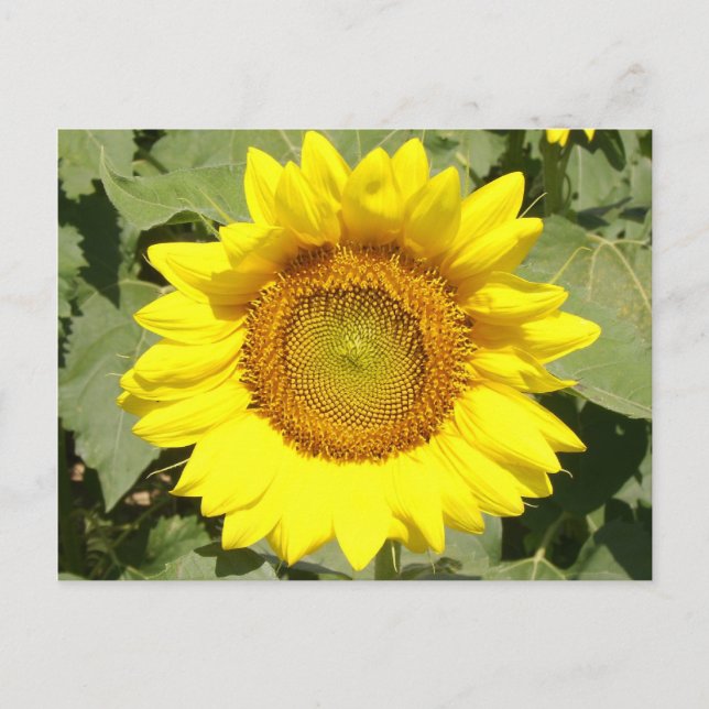 Sunflower 1 postcard (Front)