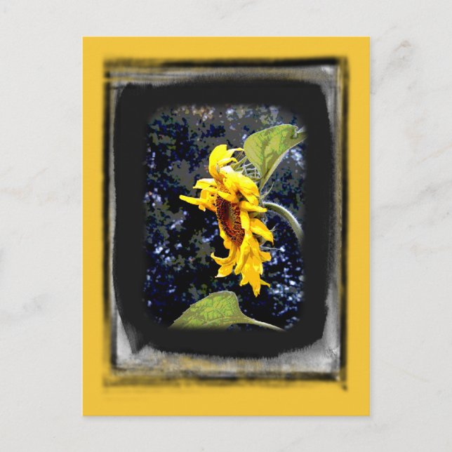 Sunflower 1 Postcard (Front)