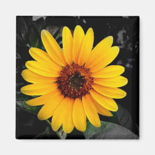 Sunflower 2 magnet