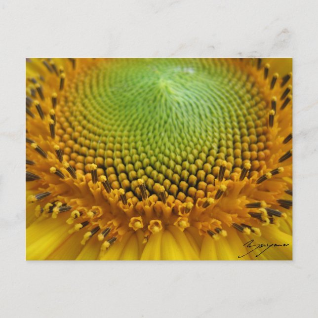 Sunflower 2 postcard (Front)