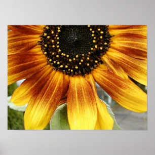 Sunflower 3 poster