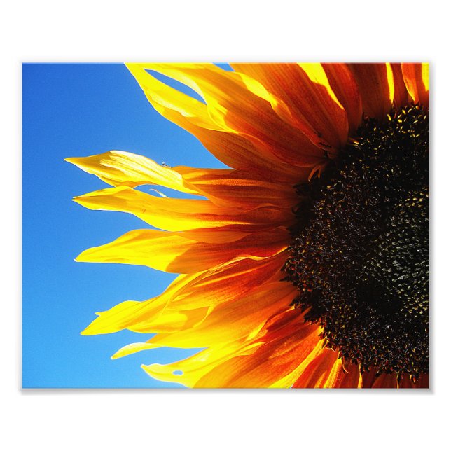 Sunflower Aflame 10x8 Photo Print (Front)