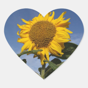 Sunflower against blue sky heart sticker