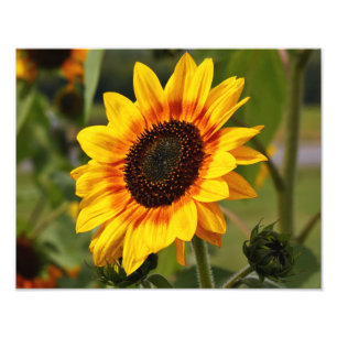 Sunflower aka Helianthus Photo Print