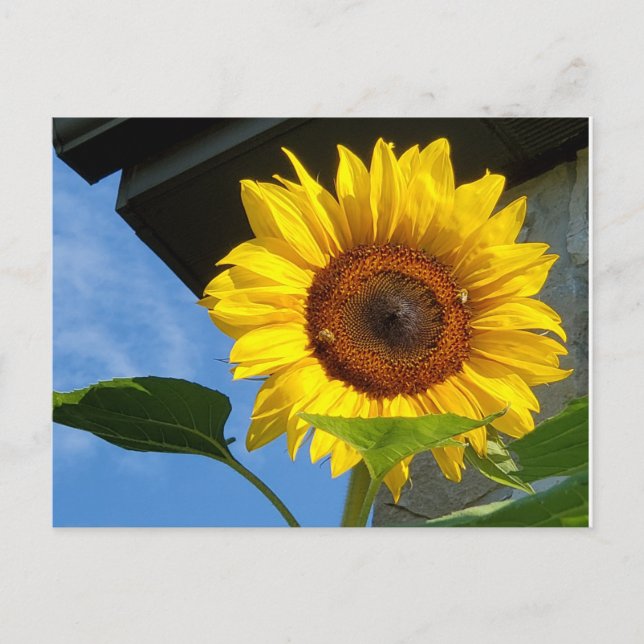 Sunflower and Bees postcard (Front)