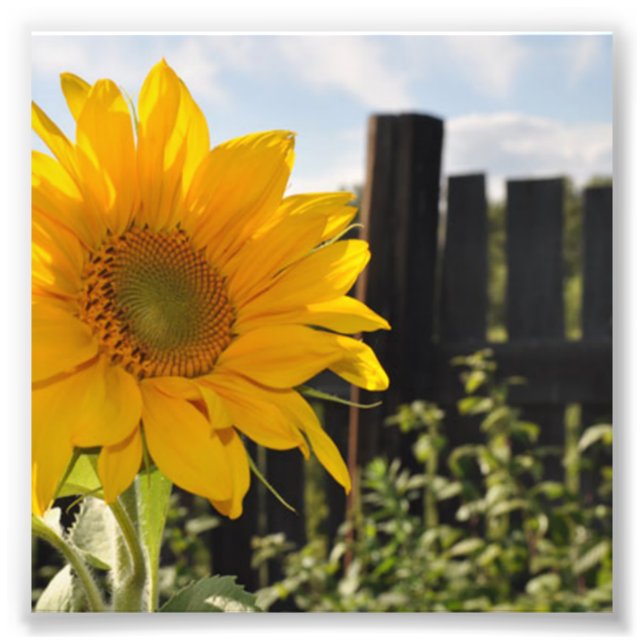 Sunflower and Fence Photo Print (Front)