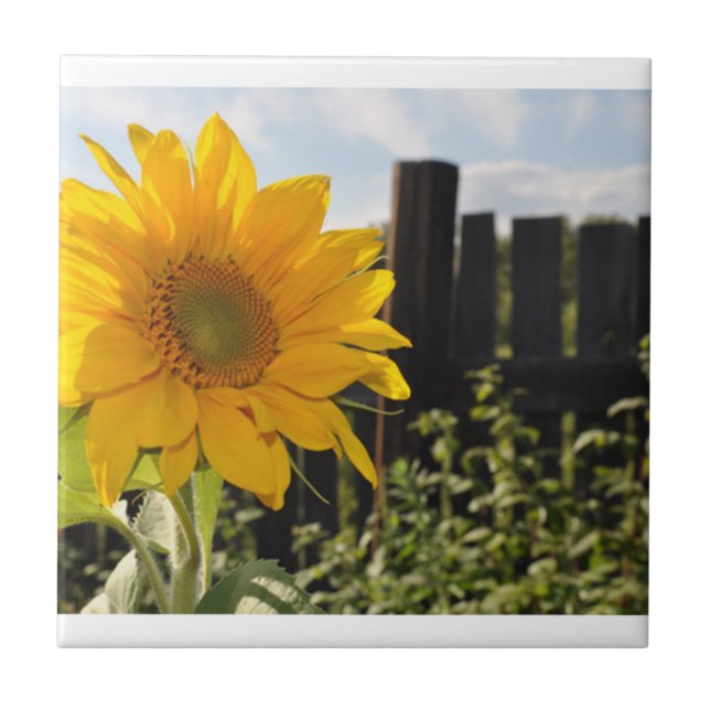 Sunflower and Fence Tile (Front)