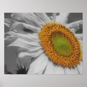 Sunflower And Insect Friend Partial Colour Poster