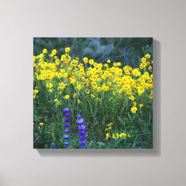 Sunflower and Lavender Canvas Print (Front)