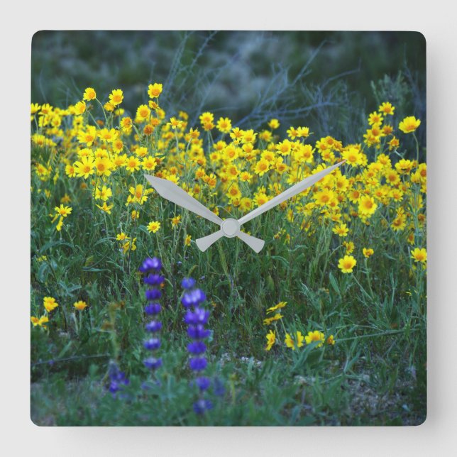 Sunflower and Lavender Square Wall Clock (Front)