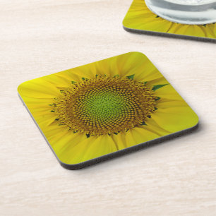 Sunflower and Seeds, Spiral, Golden Ratio Coaster
