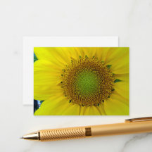 Sunflower and Seeds, Spiral, Golden Ratio 