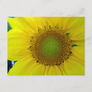 Sunflower and Seeds, Spiral, Golden Ratio Holiday Postcard