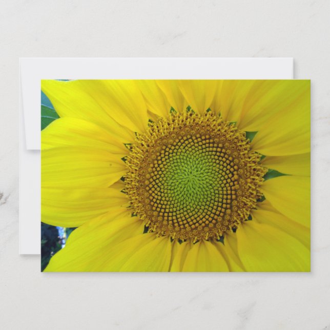 Sunflower and Seeds, Spiral, Golden Ratio  Invitation (Front)