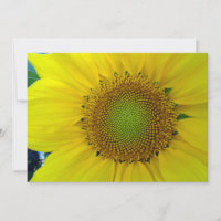 Sunflower and Seeds, Spiral, Golden Ratio 