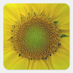 Sunflower and Seeds, Spiral, Golden Ratio  Square Sticker