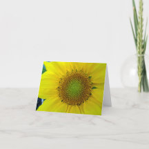 Sunflower and Seeds, Spiral, Golden Ratio 