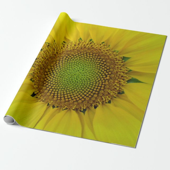 Sunflower and Seeds, Spiral, Golden Ratio Wrapping Paper (Unrolled)