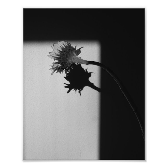 Sunflower and Shadow - Black and White Photograph (Front)