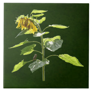 Sunflower and Sparrow Tile