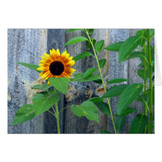 Sunflower and Wooden Wall