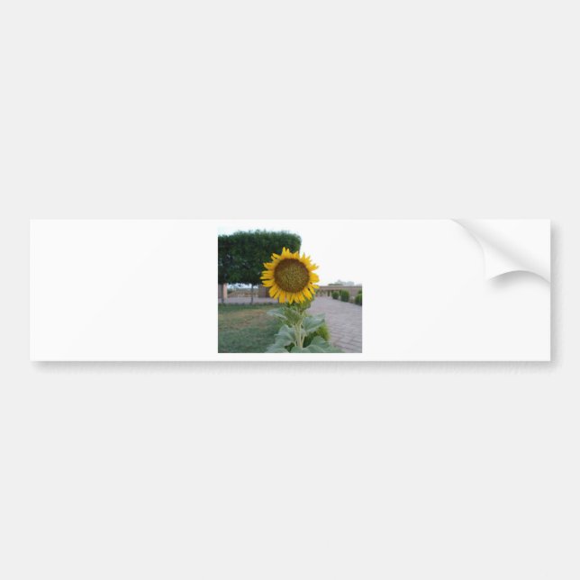 Sunflower Art Print Bumper Sticker (Front)