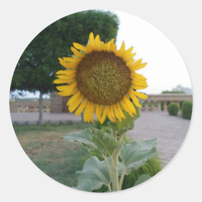 Sunflower Art Print Classic Round Sticker (Front)