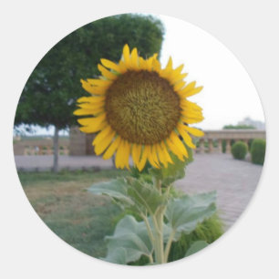Sunflower Art Print Classic Round Sticker