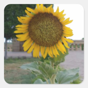 Sunflower Art Print Square Sticker