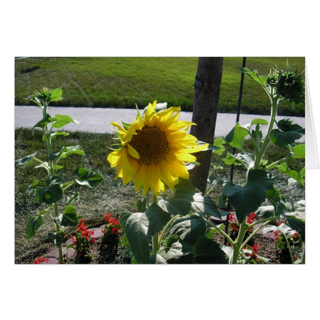 Sunflower at end of summer (Front Horizontal)